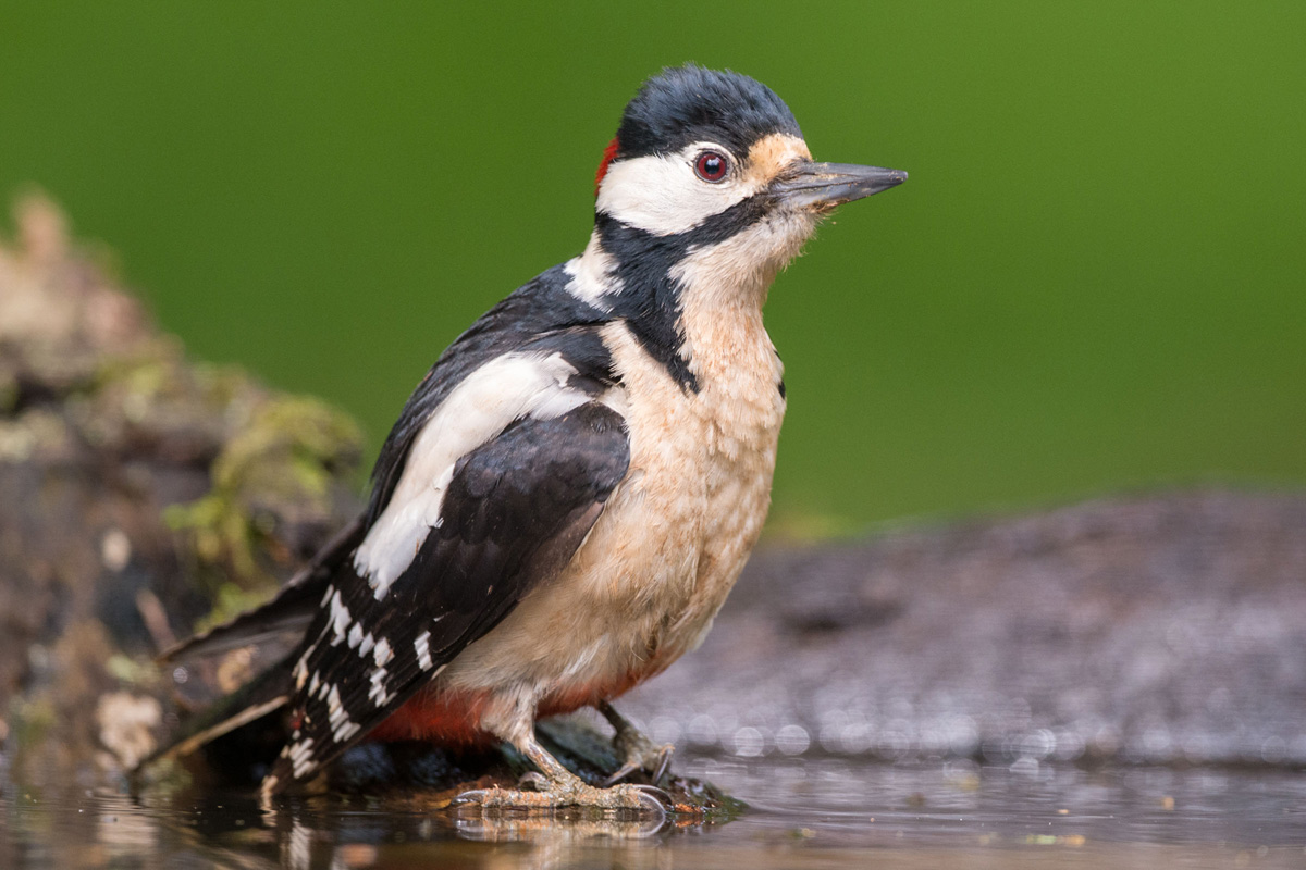 Great Spotted Woodpecker