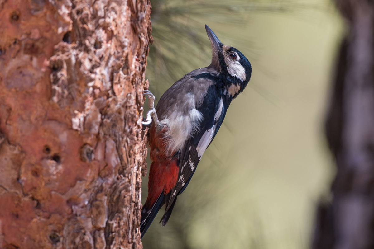 Great Spotted Woodpecker