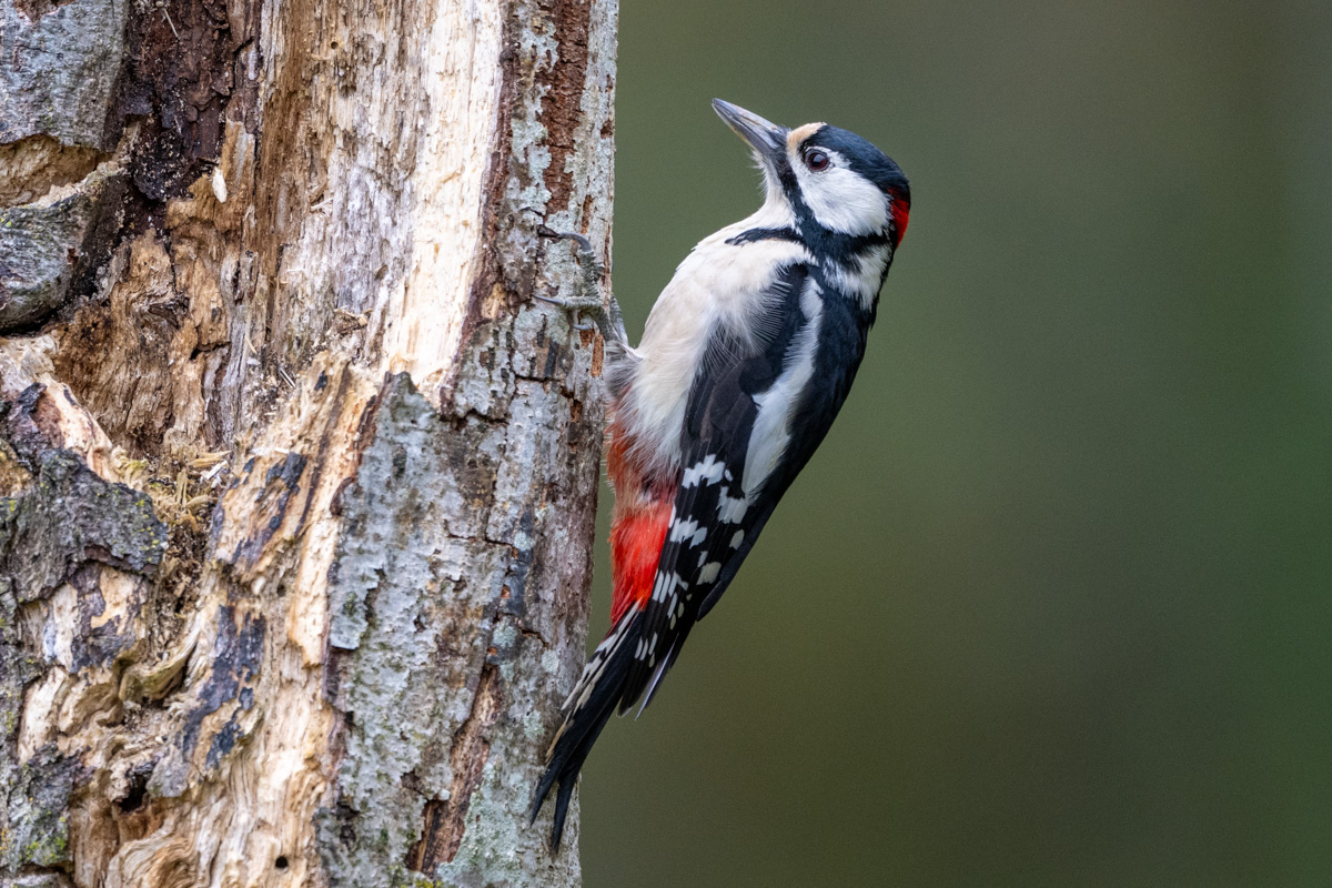 Great Spotted Woodpecker