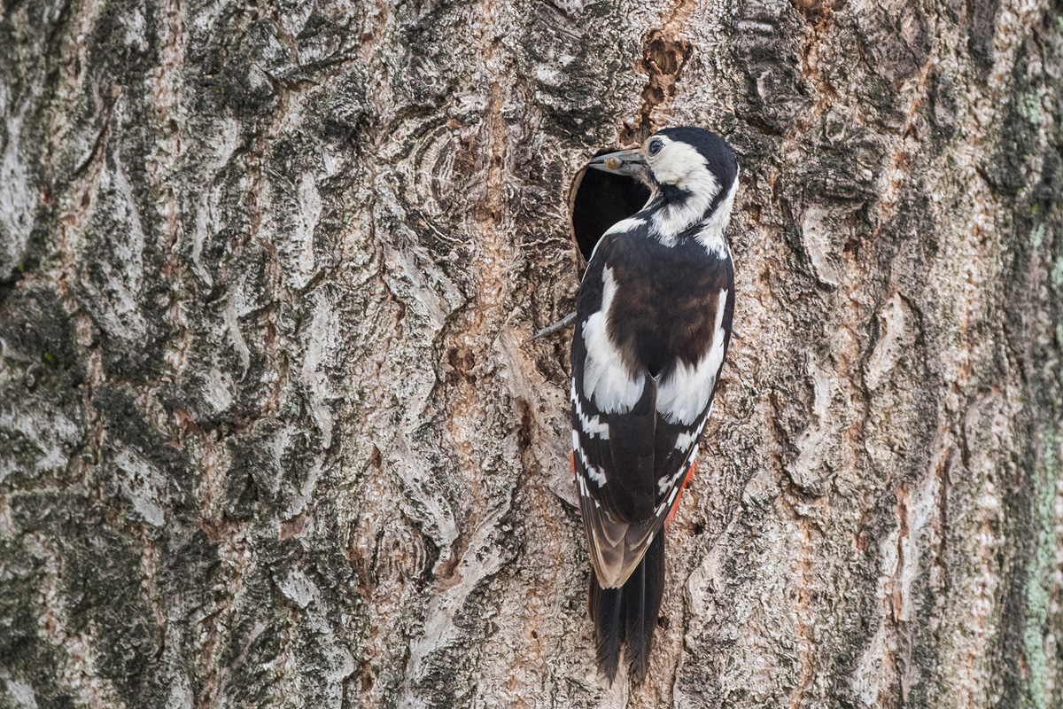 Syrian Woodpecker