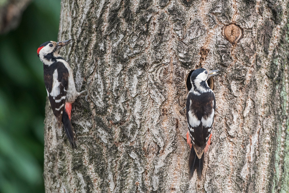 Syrian Woodpecker