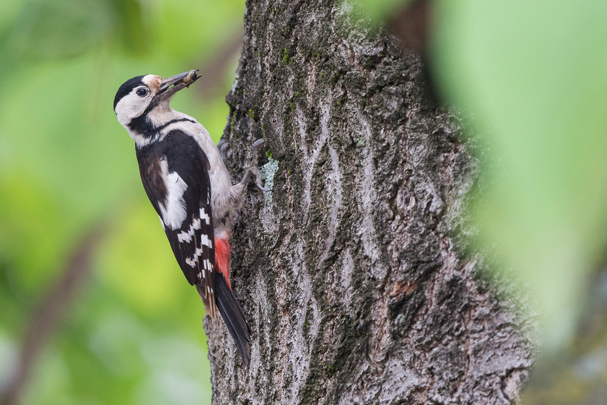 Syrian Woodpecker