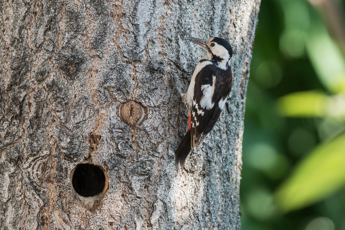 Syrian Woodpecker