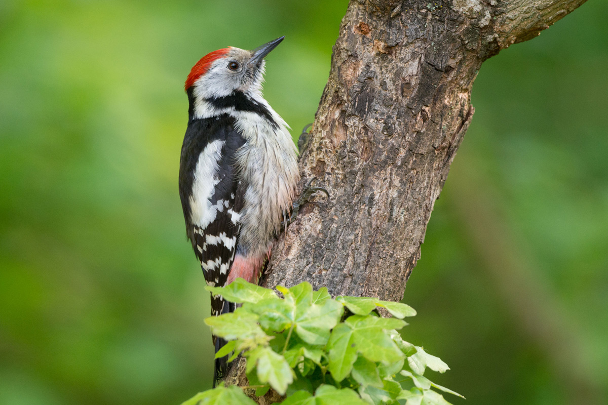 Middle Spotted Woodpecker