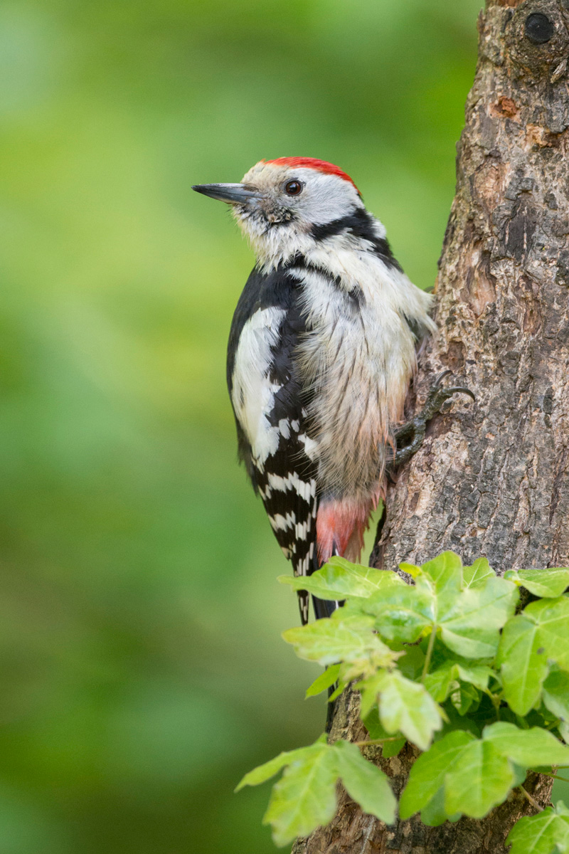 Middle Spotted Woodpecker