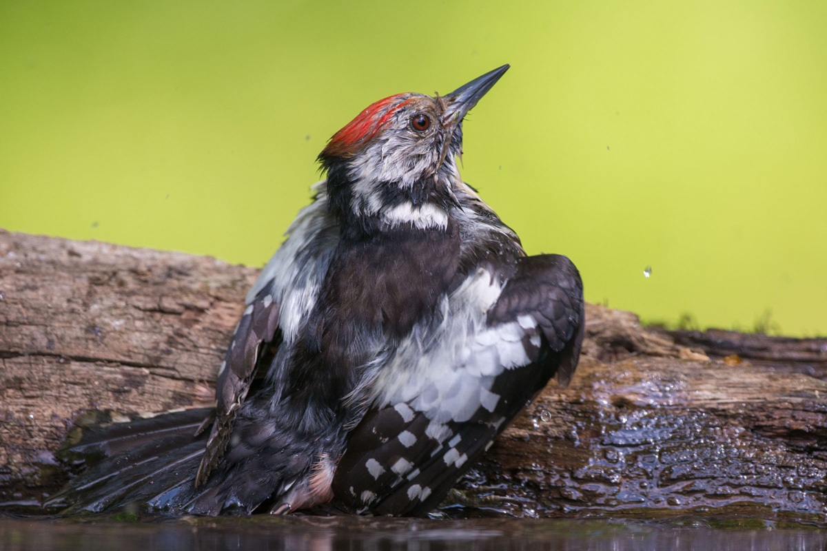 Middle Spotted Woodpecker