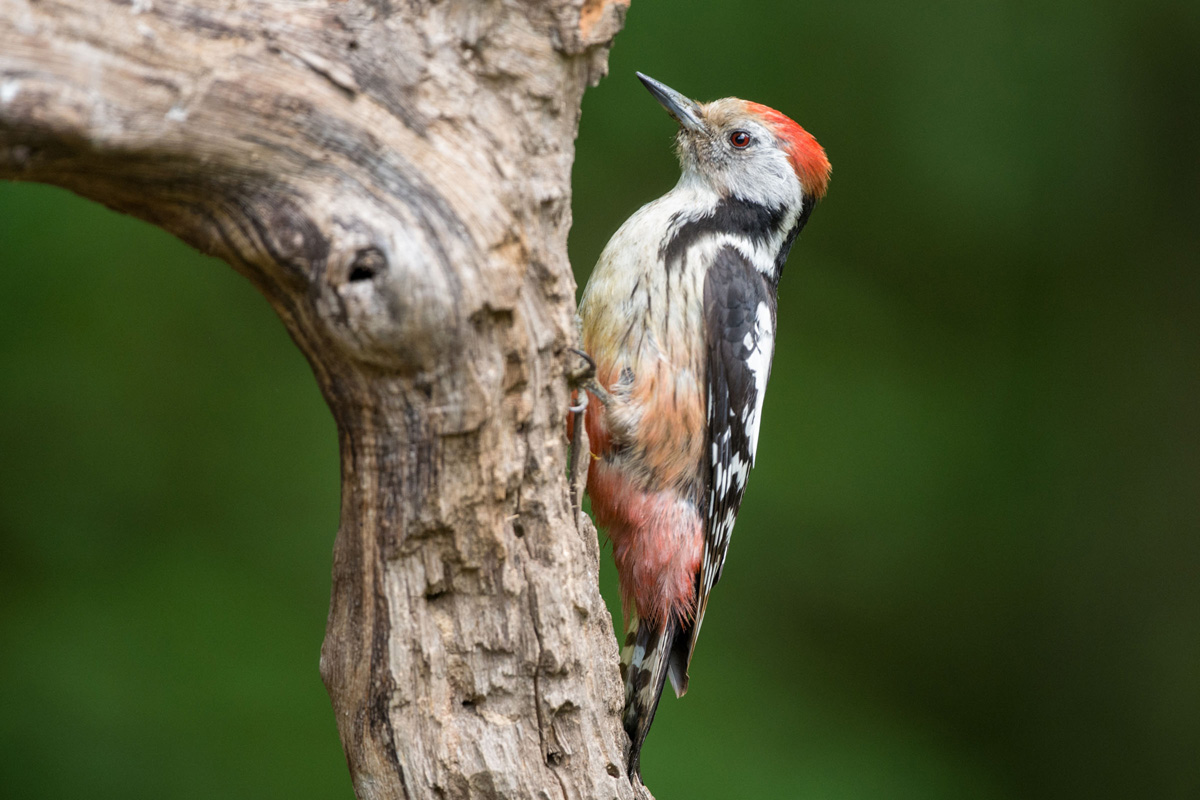 Middle Spotted Woodpecker