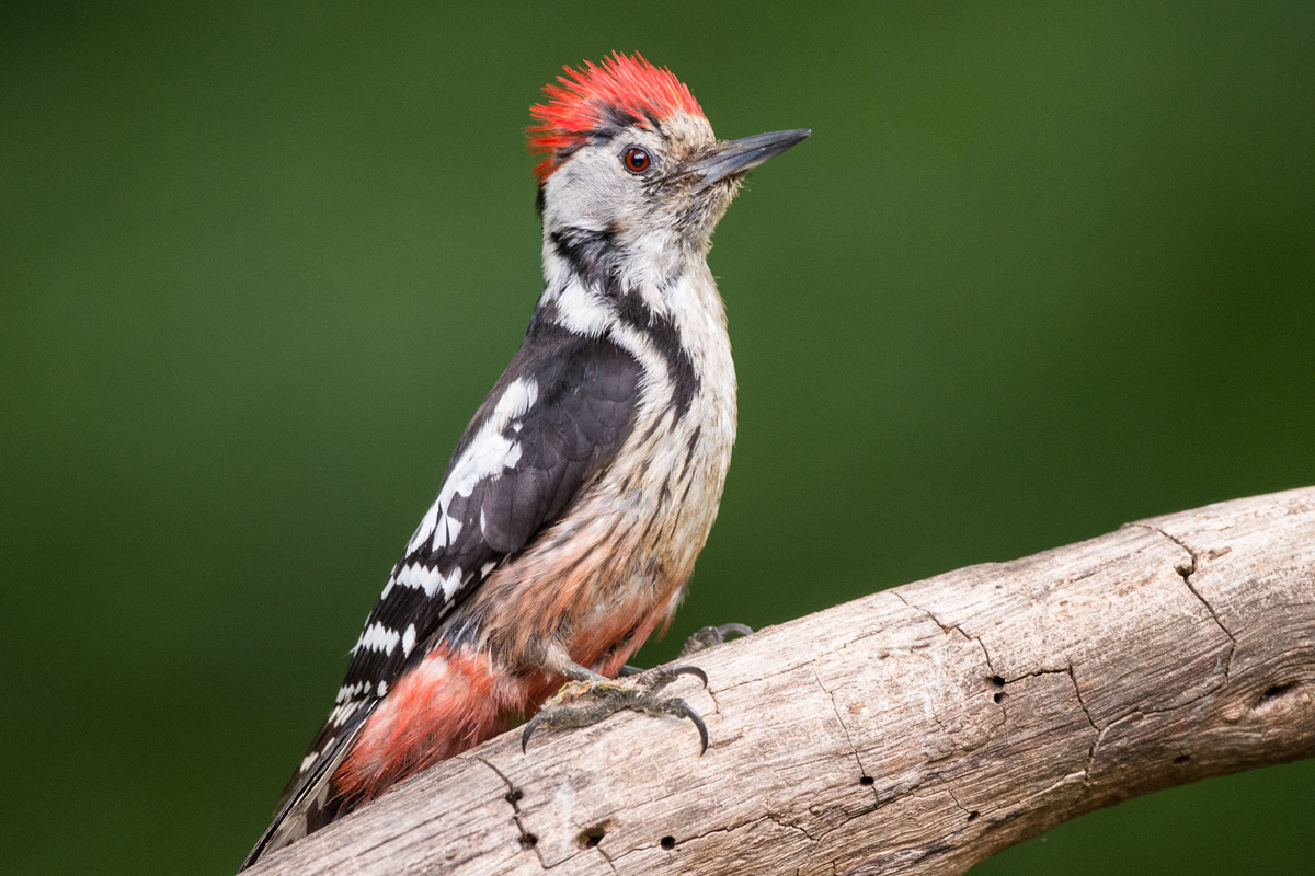 Middle Spotted Woodpecker