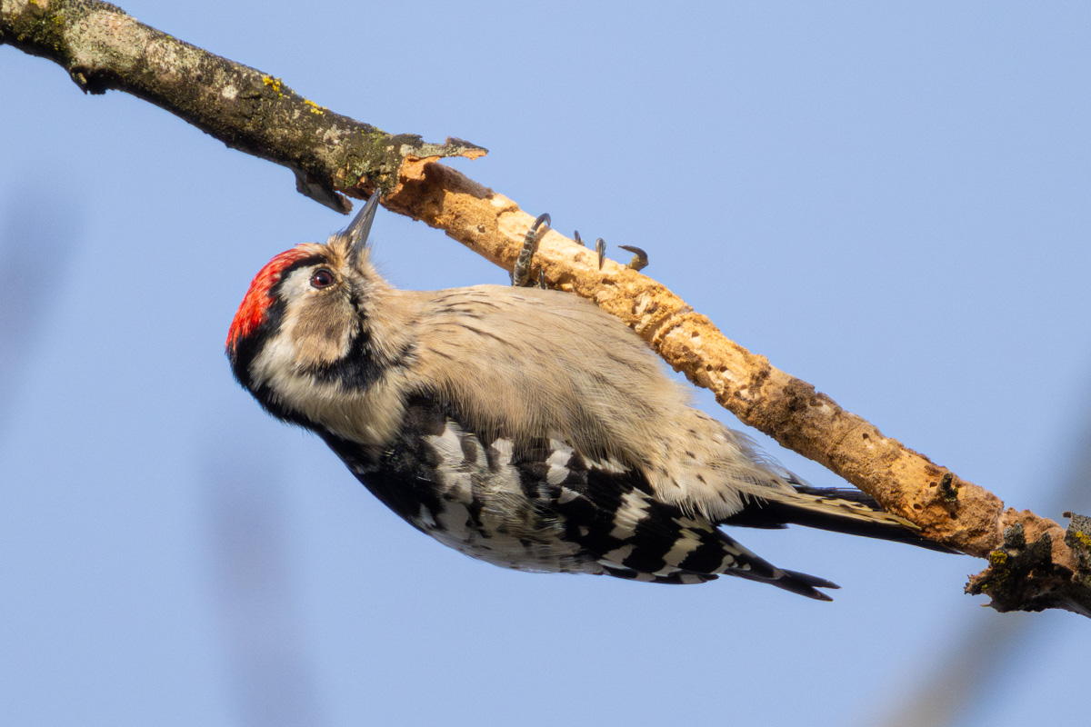 Lesser Spotted Woodpecker