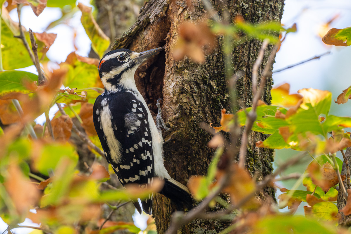 Hairy Woodpecker