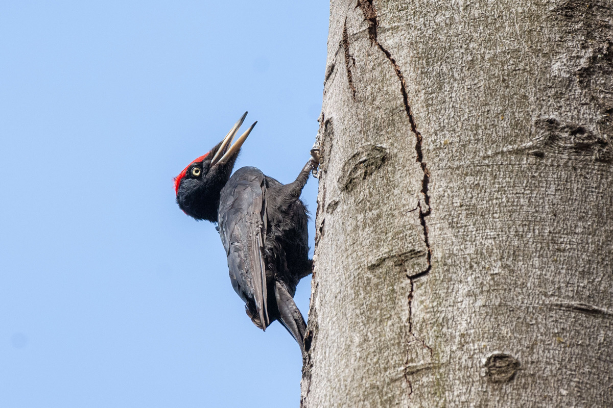 Black Woodpecker