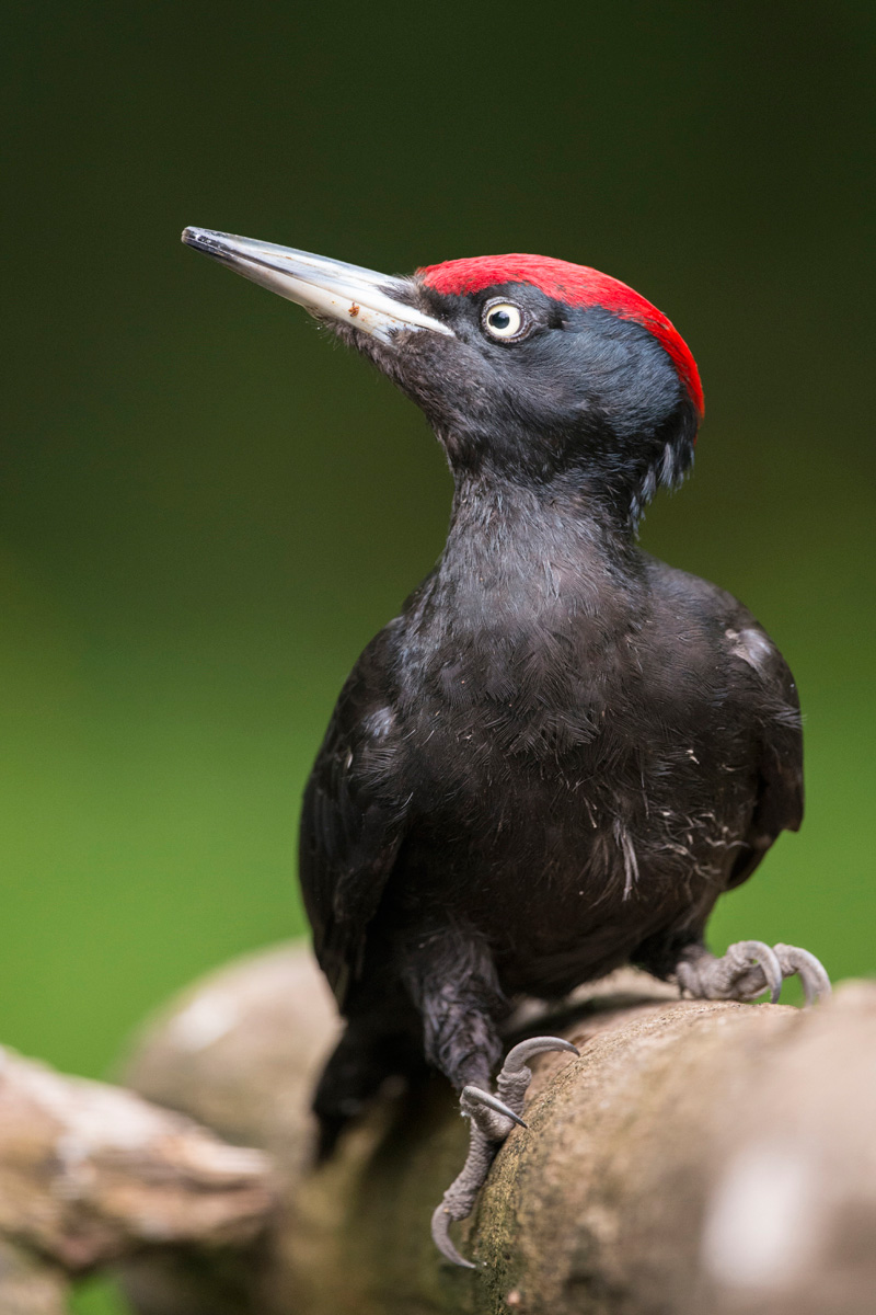 Black Woodpecker