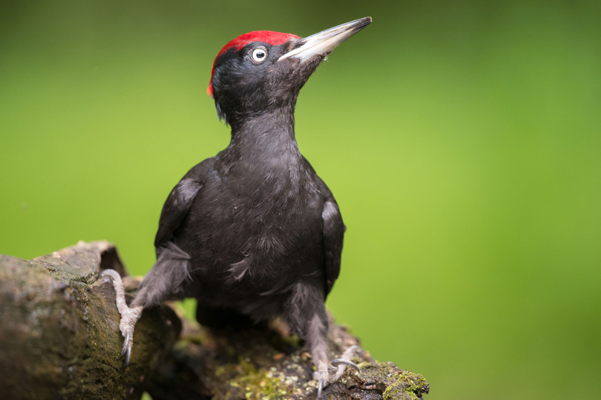 Black Woodpecker