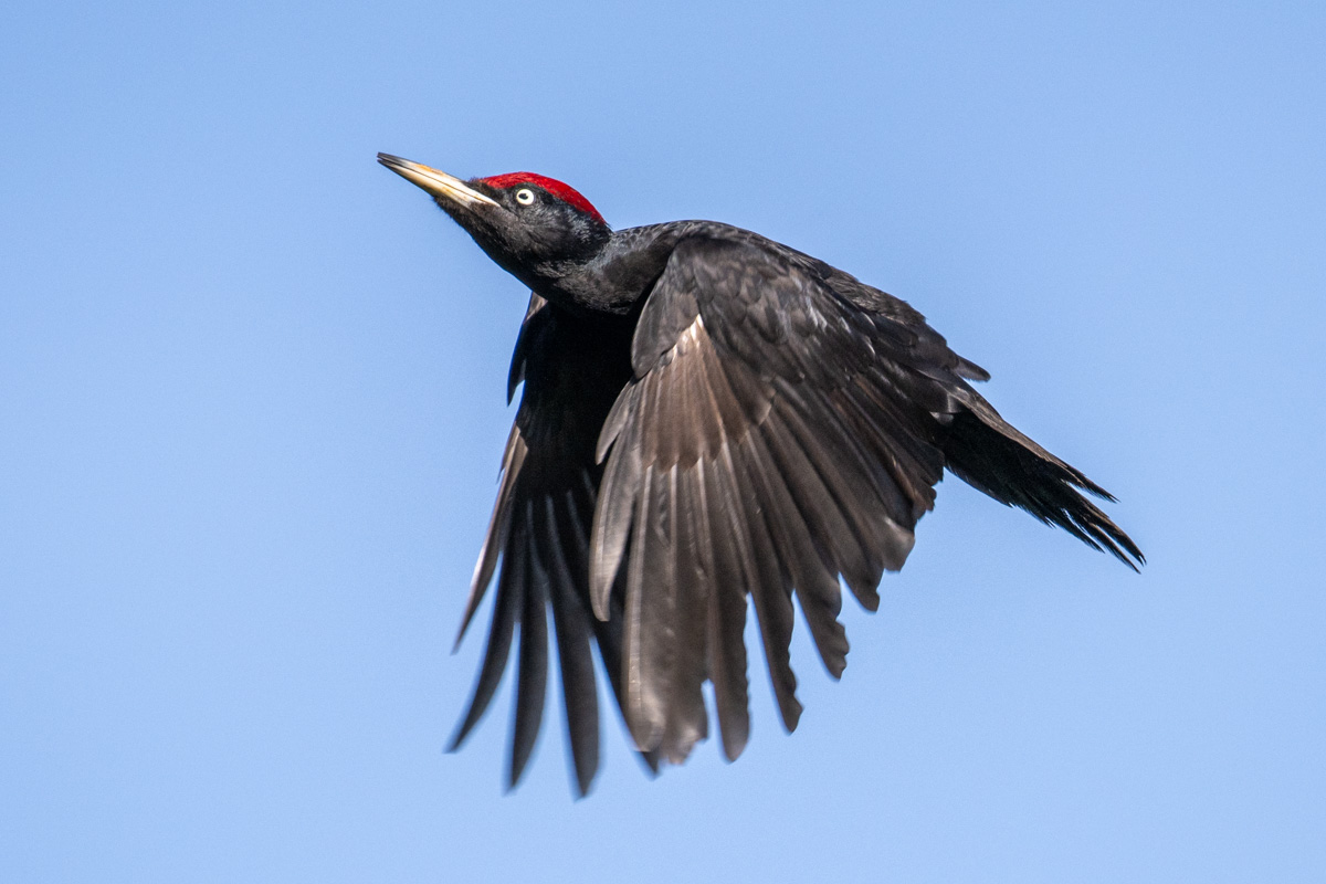 Black Woodpecker