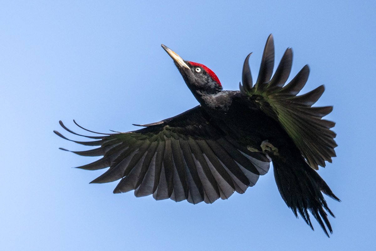 Black Woodpecker