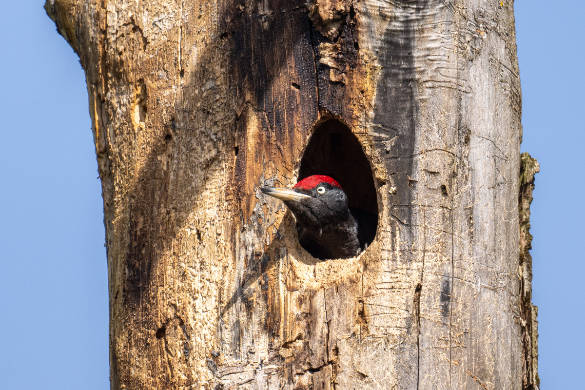 Black Woodpecker