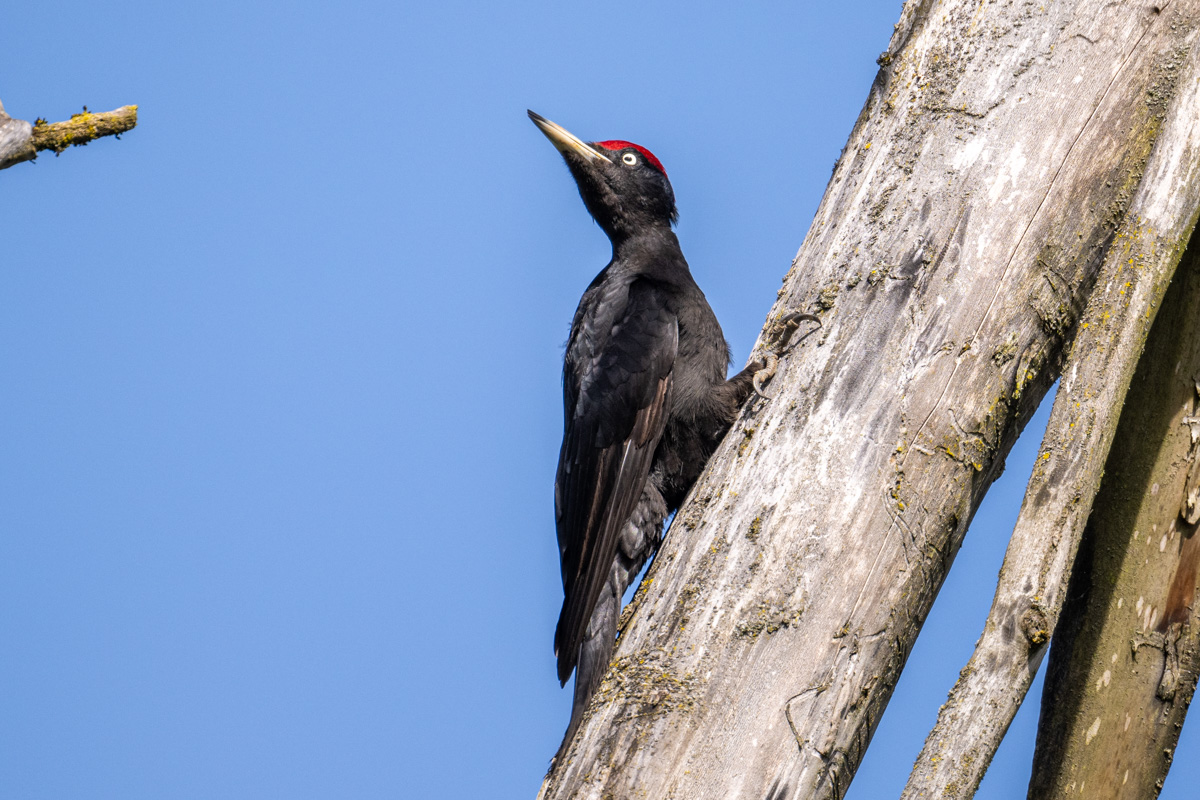 Black Woodpecker