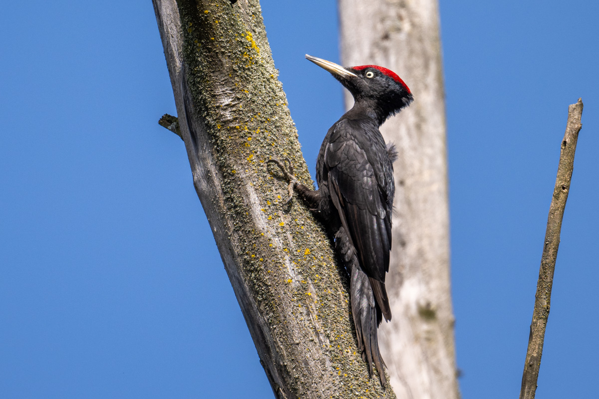 Black Woodpecker