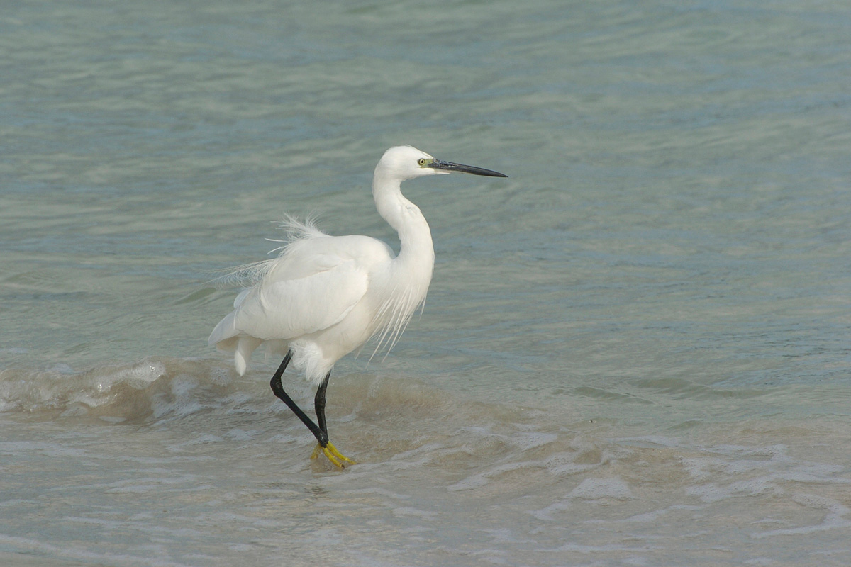 Little Egret