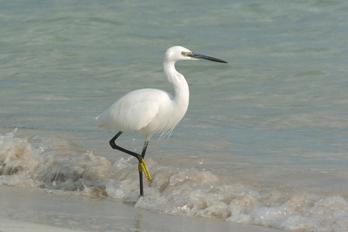 Little Egret