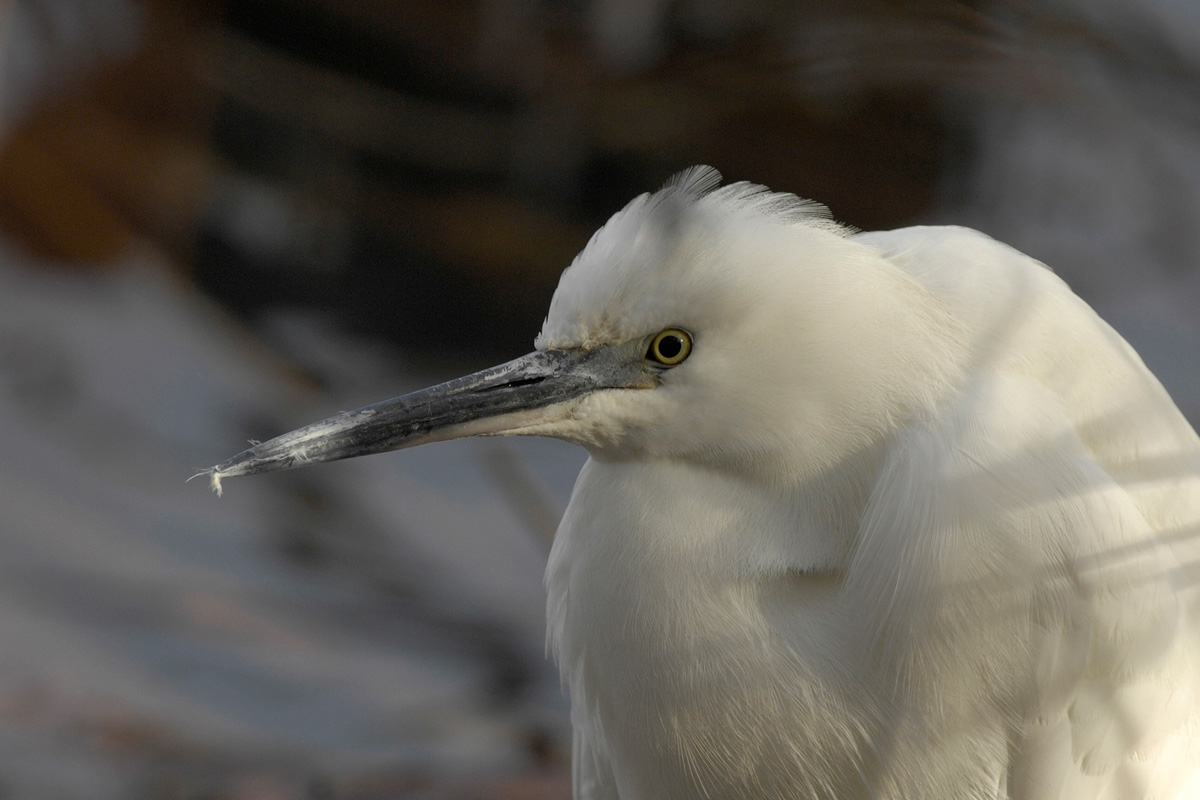 Little Egret