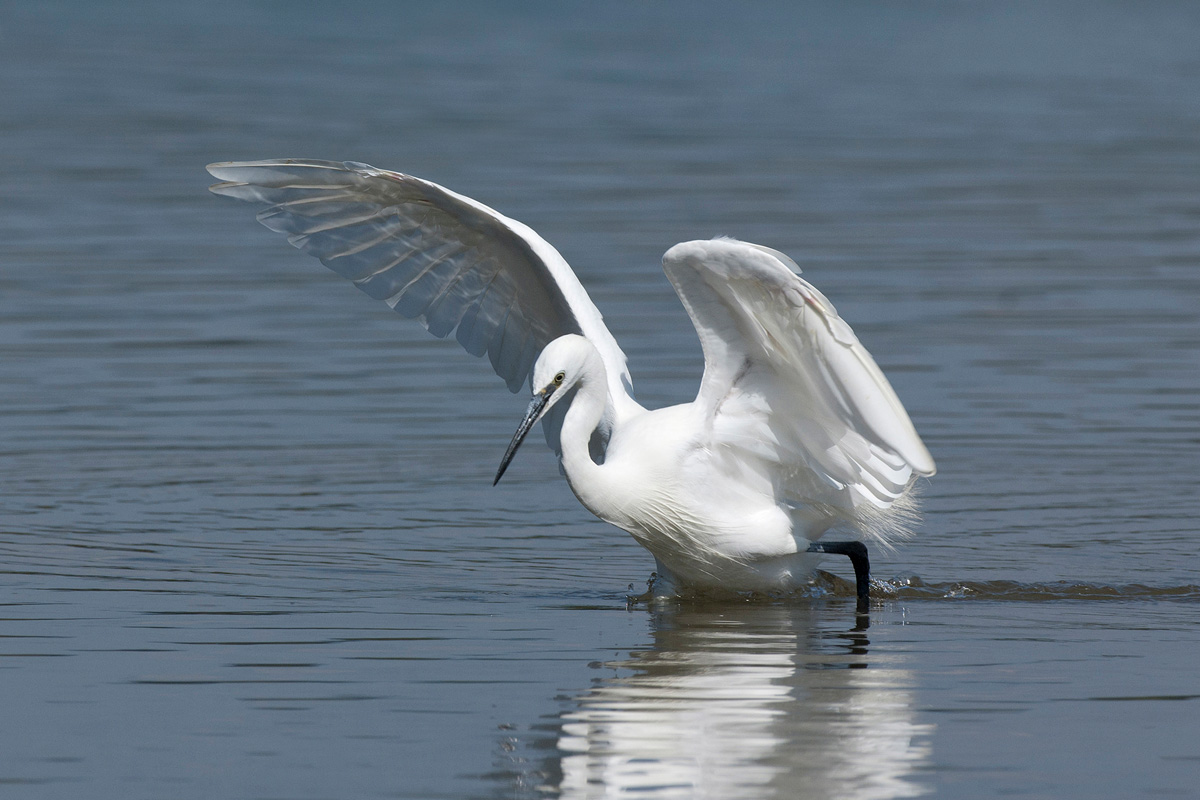 Little Egret