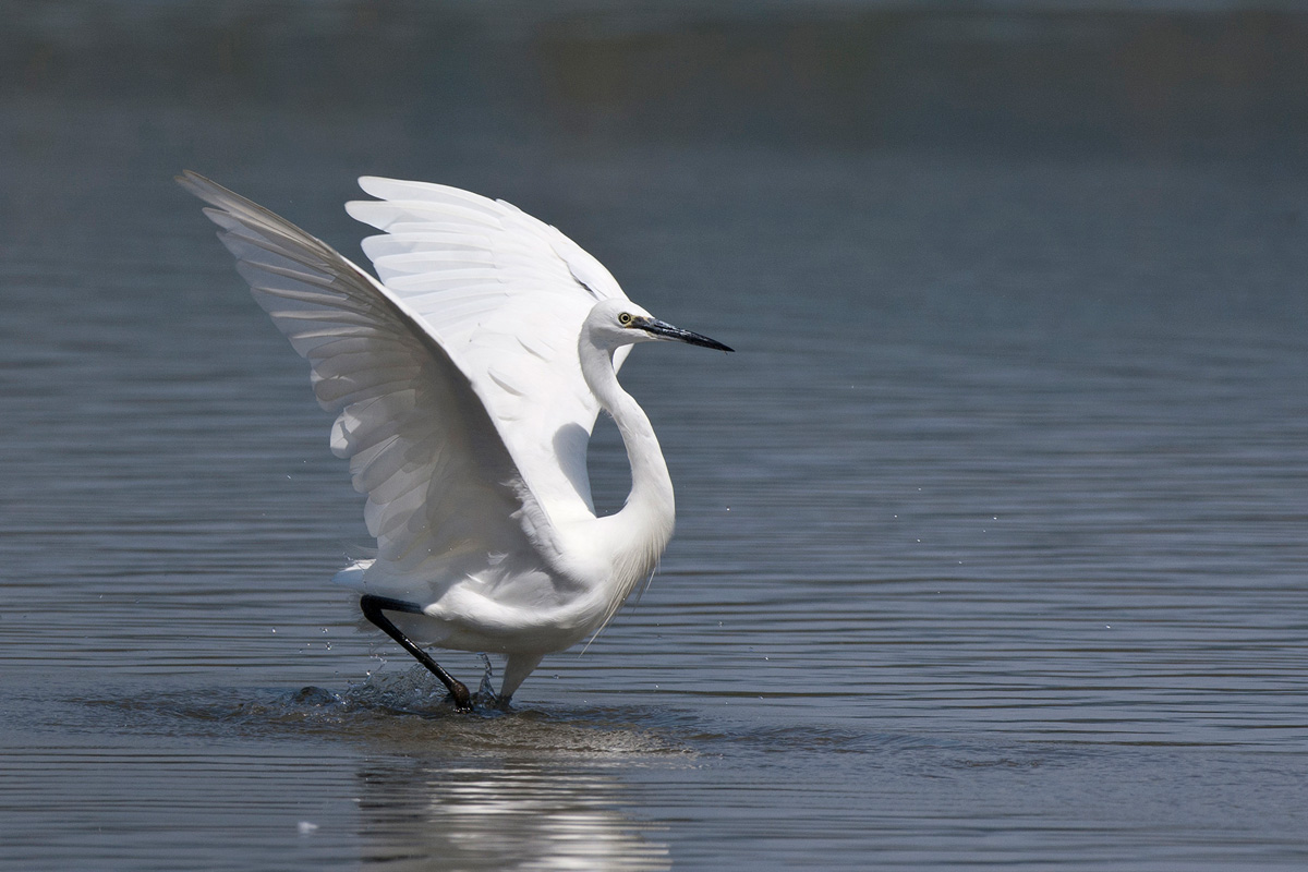 Little Egret