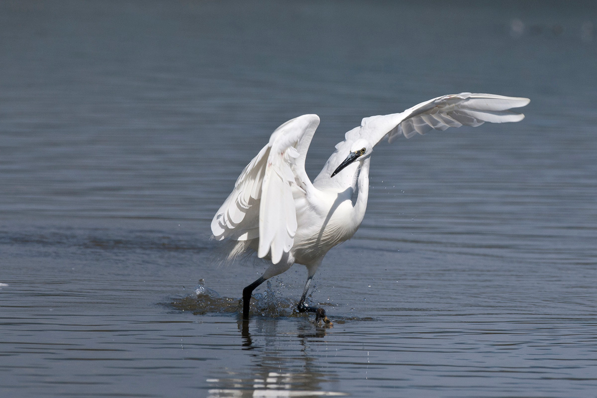 Little Egret