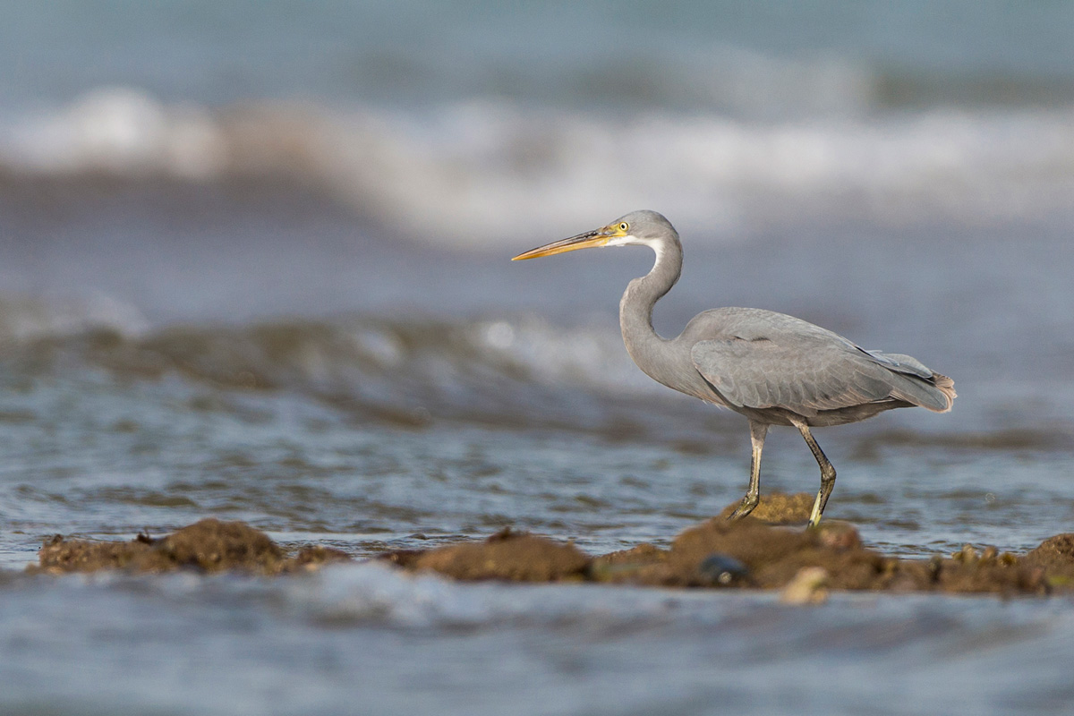 Western Reef Heron