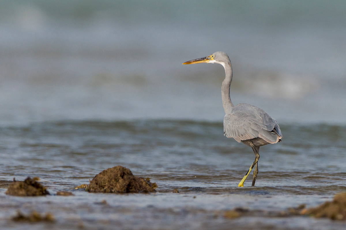 Western Reef Heron