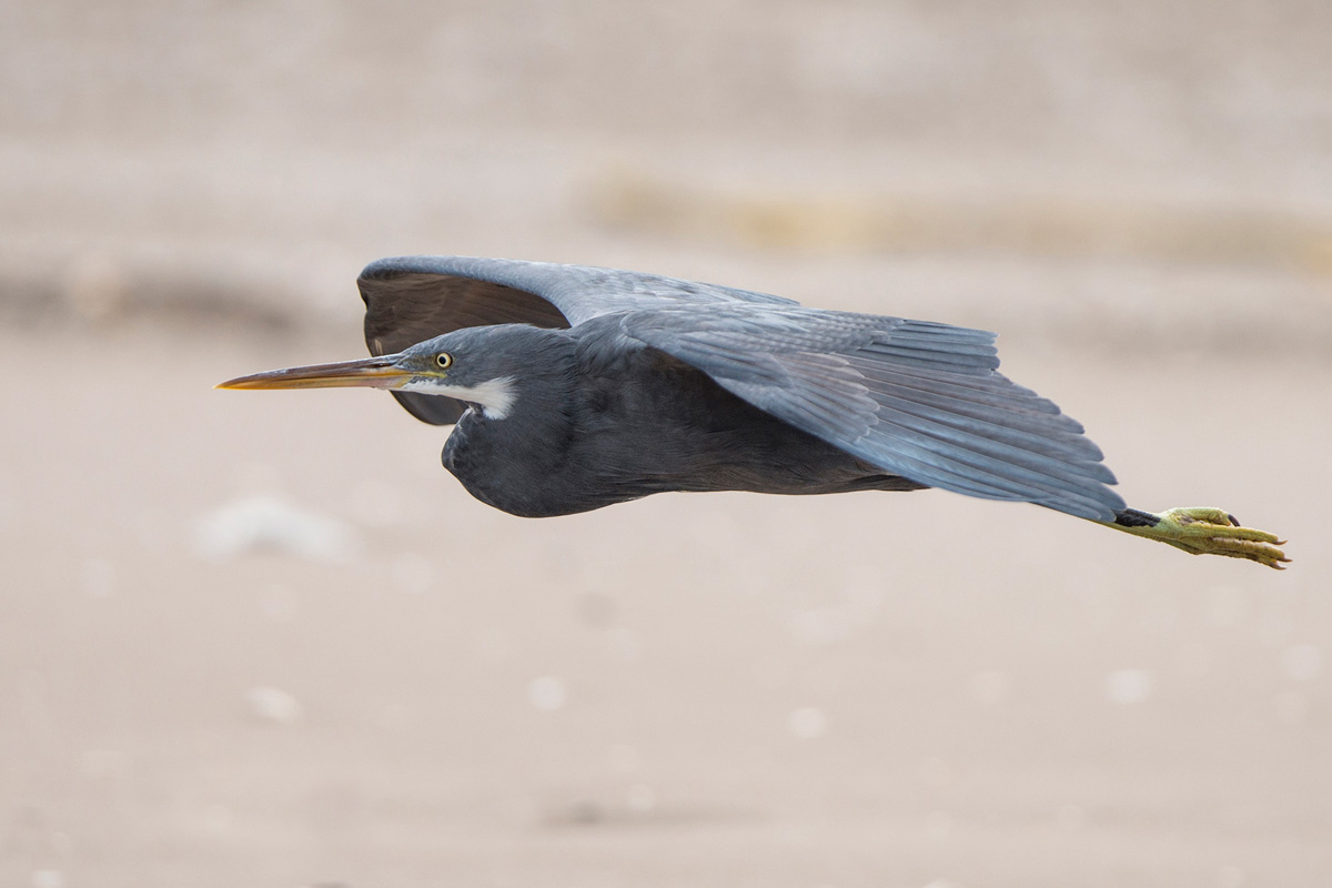 Western Reef Heron