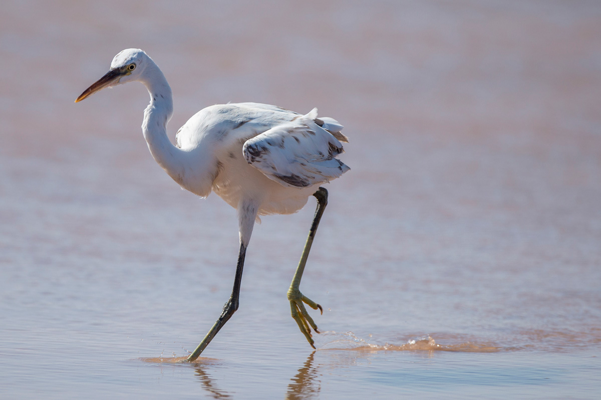 Western Reef Heron