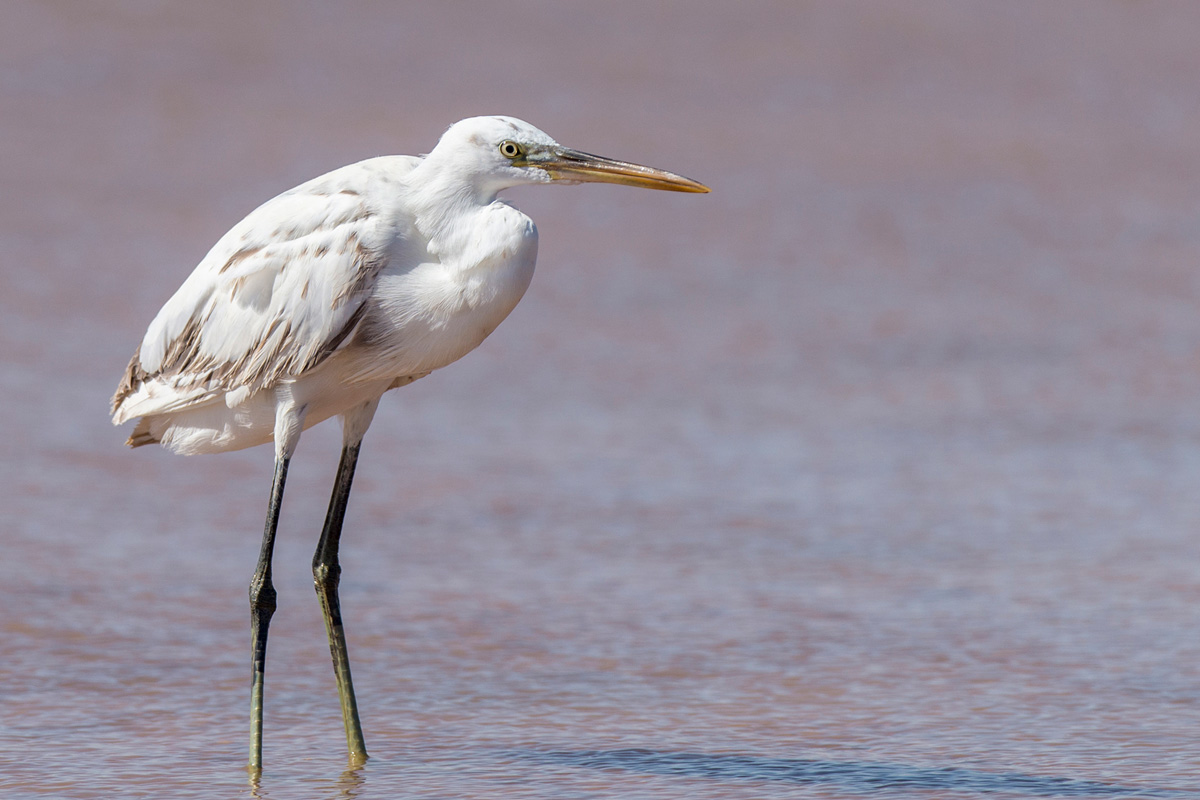 Western Reef Heron