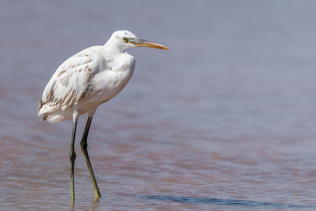 Western Reef Heron