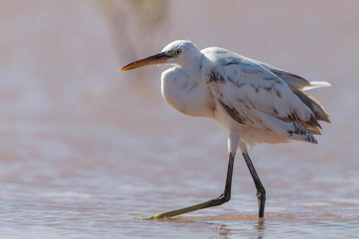 Western Reef Heron