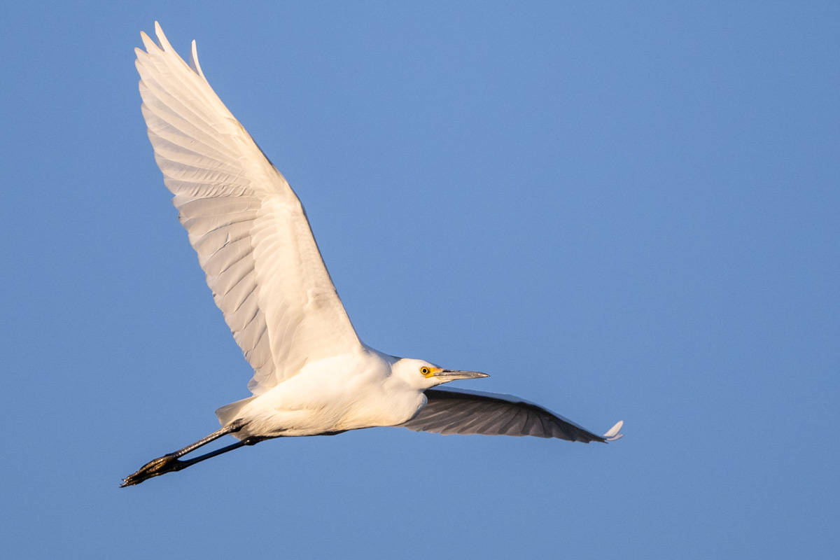 Snowy Egret