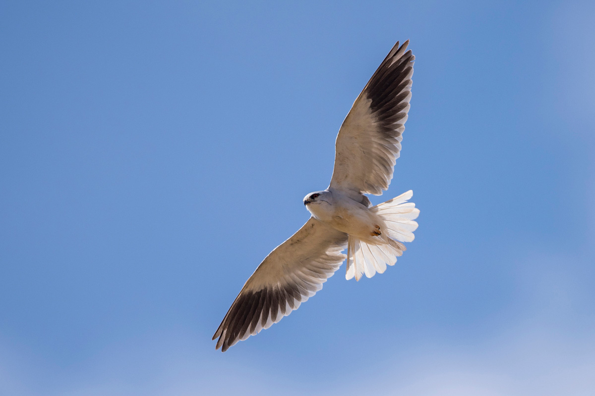 Black-winged Kite