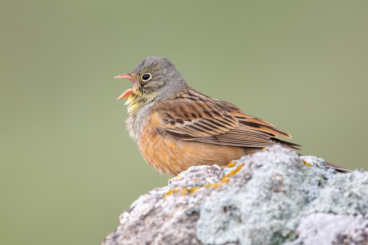 Ortolan Bunting