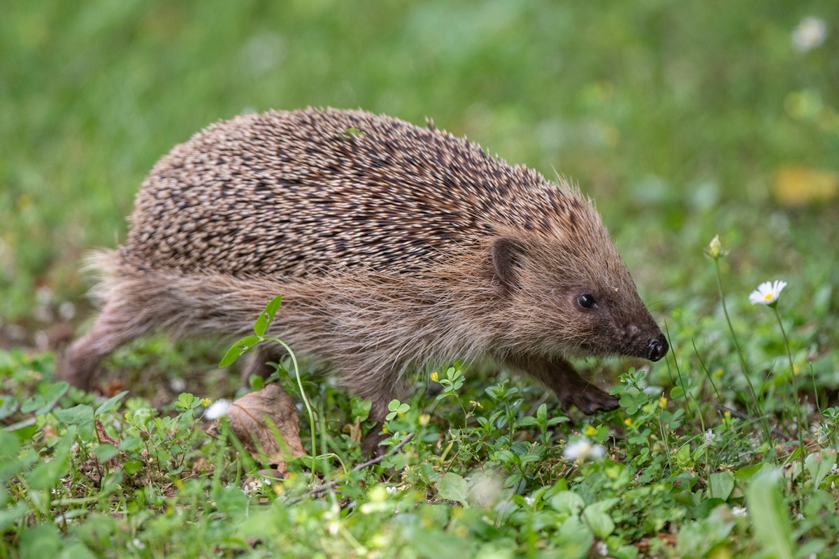 European Hedgehog