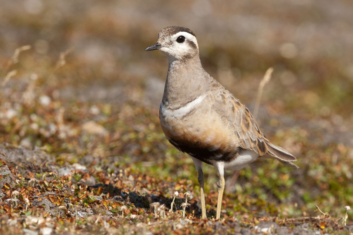 Eurasian Dotterel