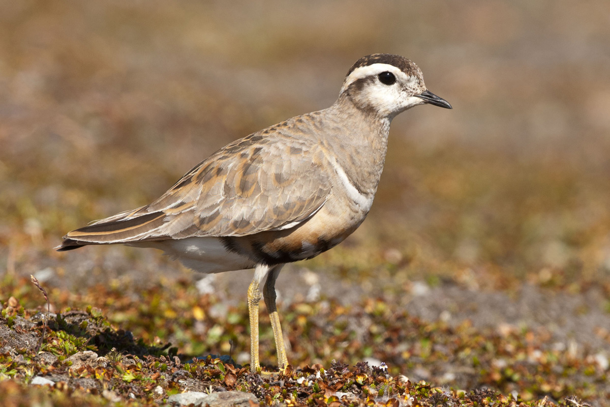 Eurasian Dotterel