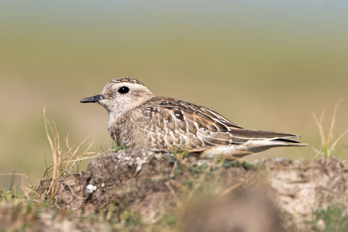 Eurasian Dotterel