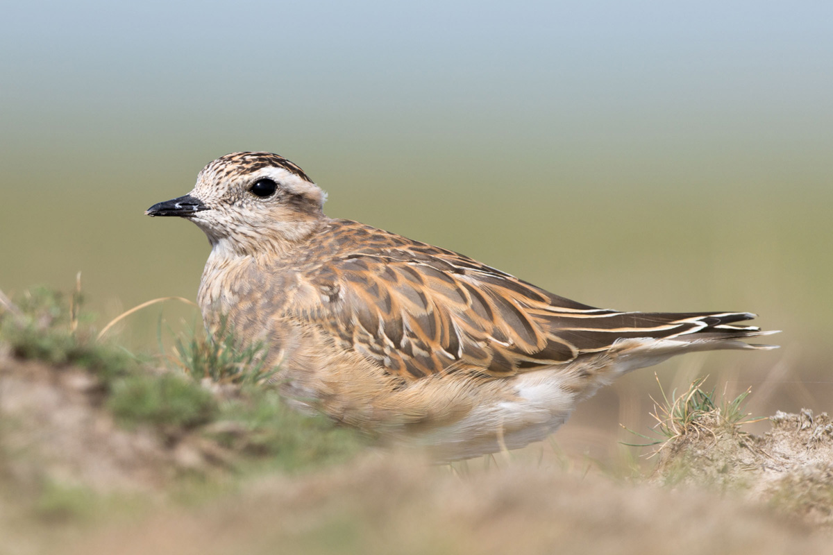 Eurasian Dotterel