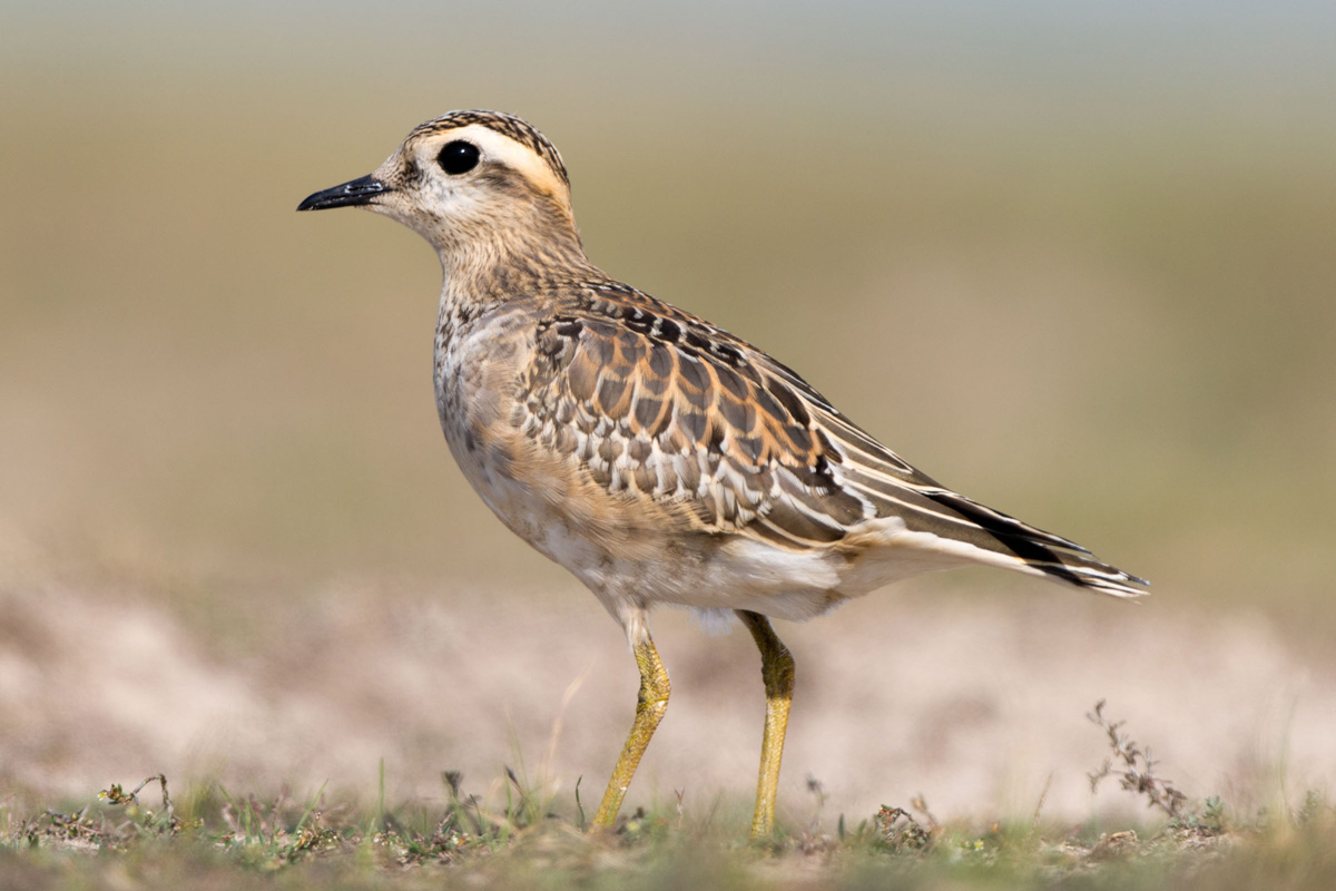 Eurasian Dotterel