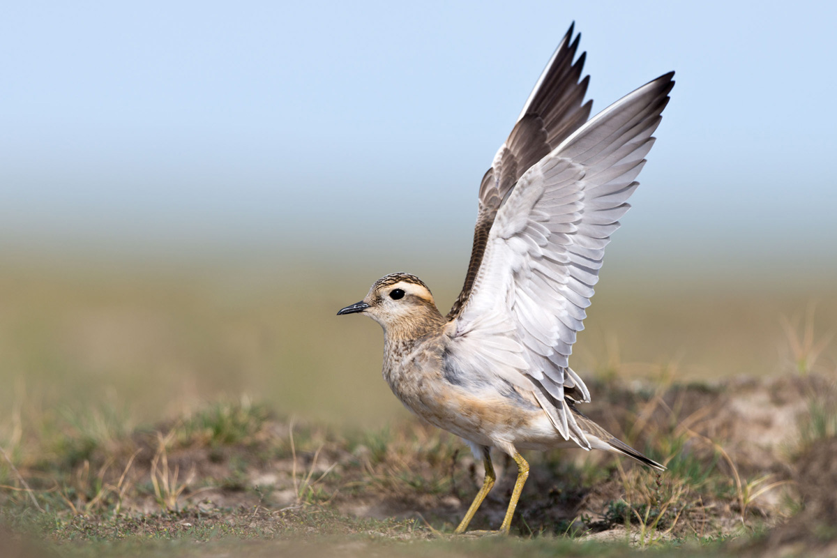 Eurasian Dotterel