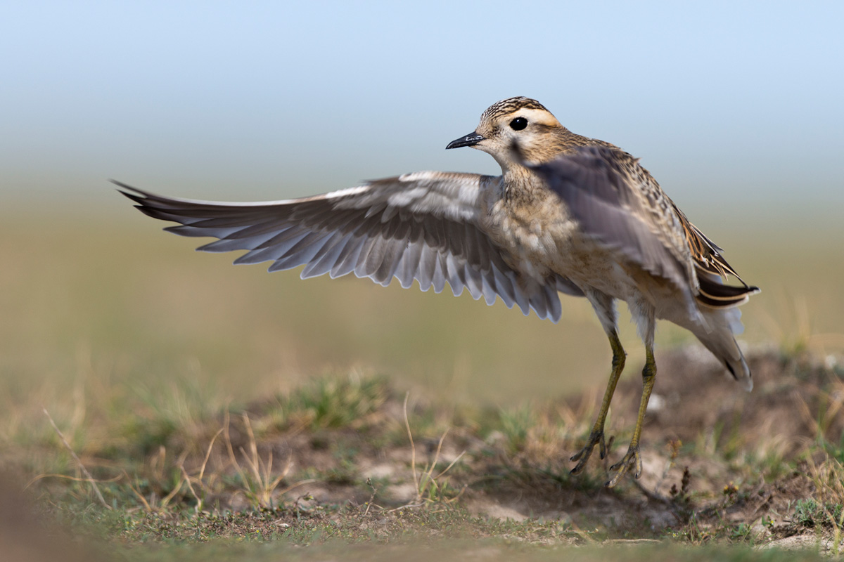 Eurasian Dotterel