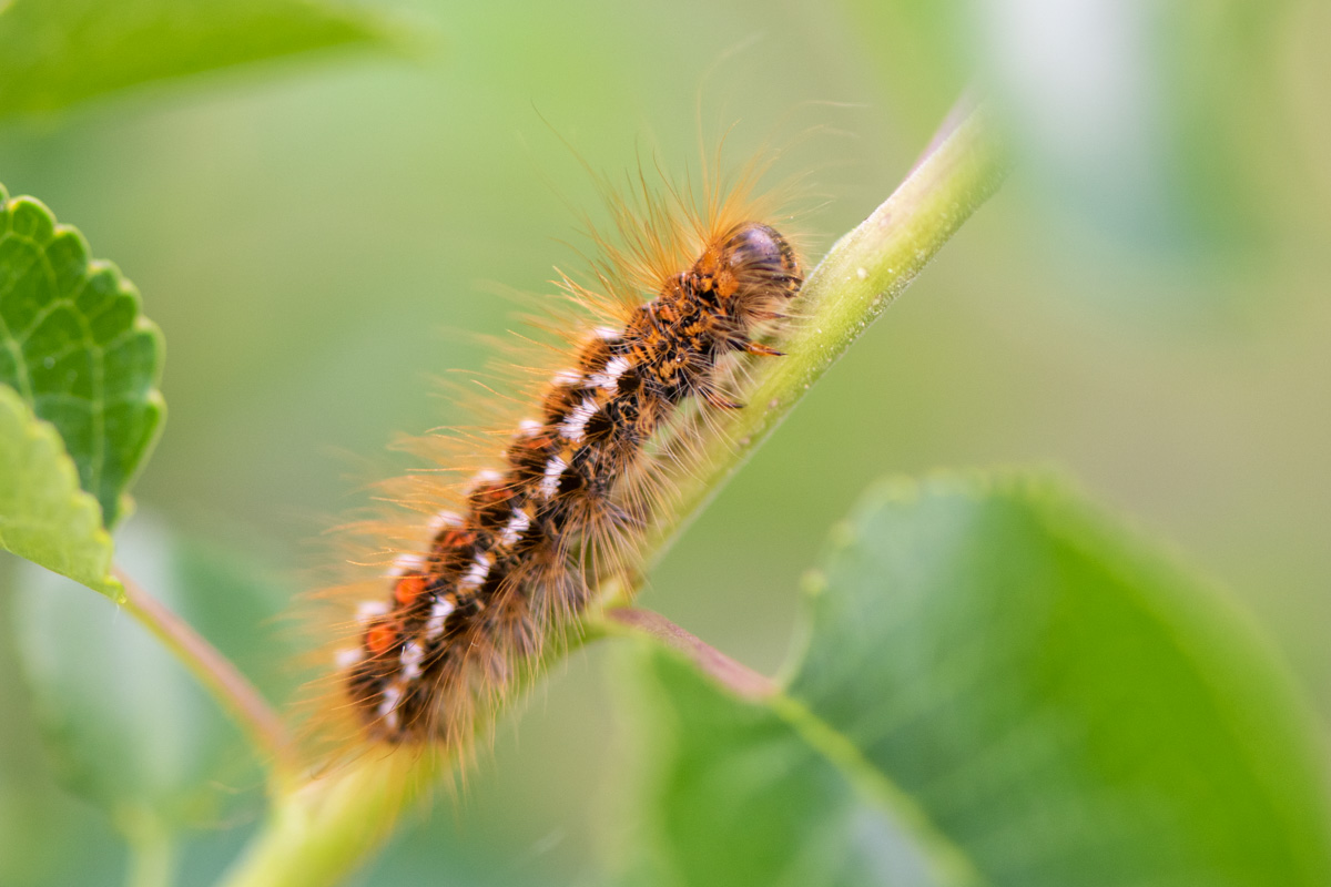 Brown-tail Moth