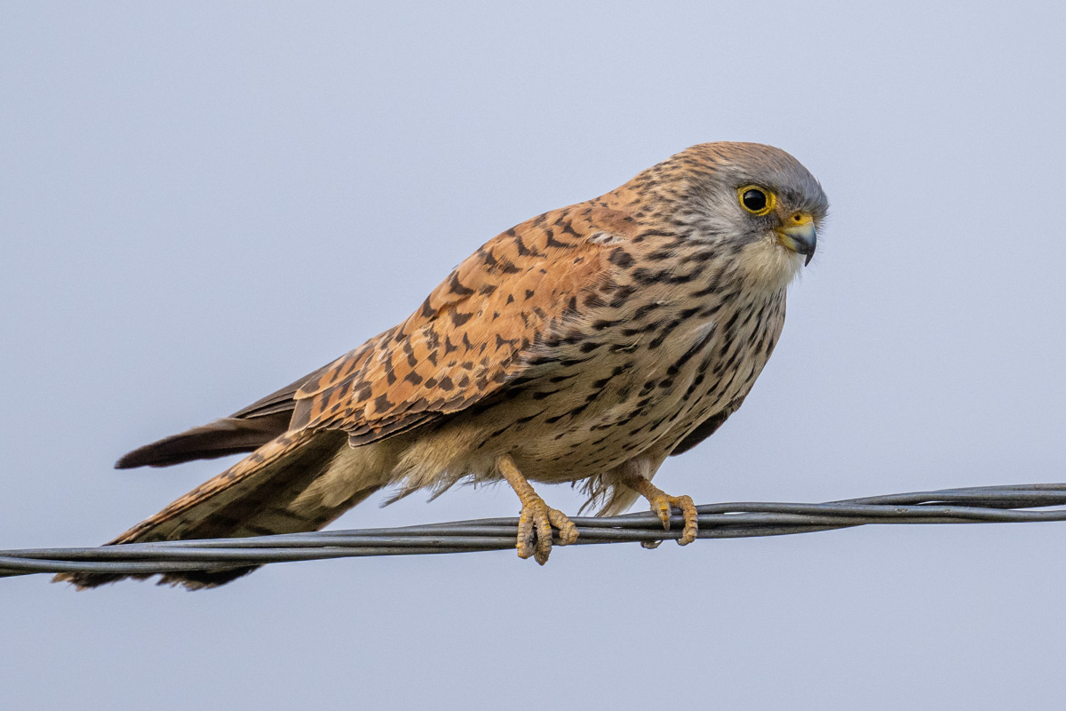 Lesser Kestrel