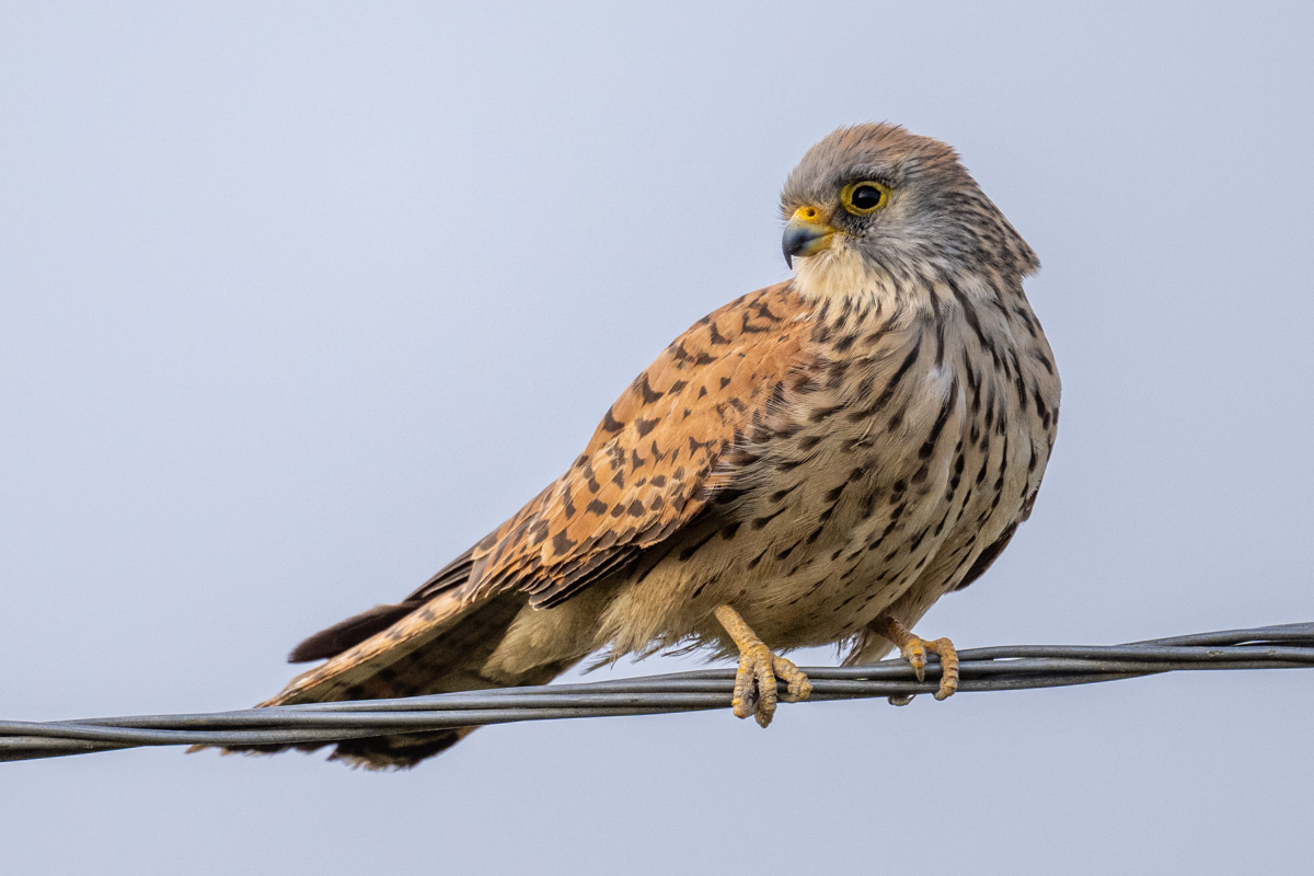 Lesser Kestrel