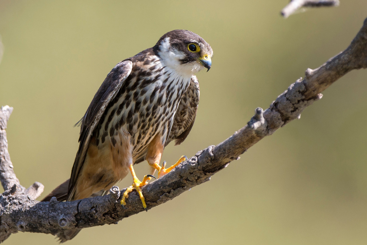 Eurasian Hobby